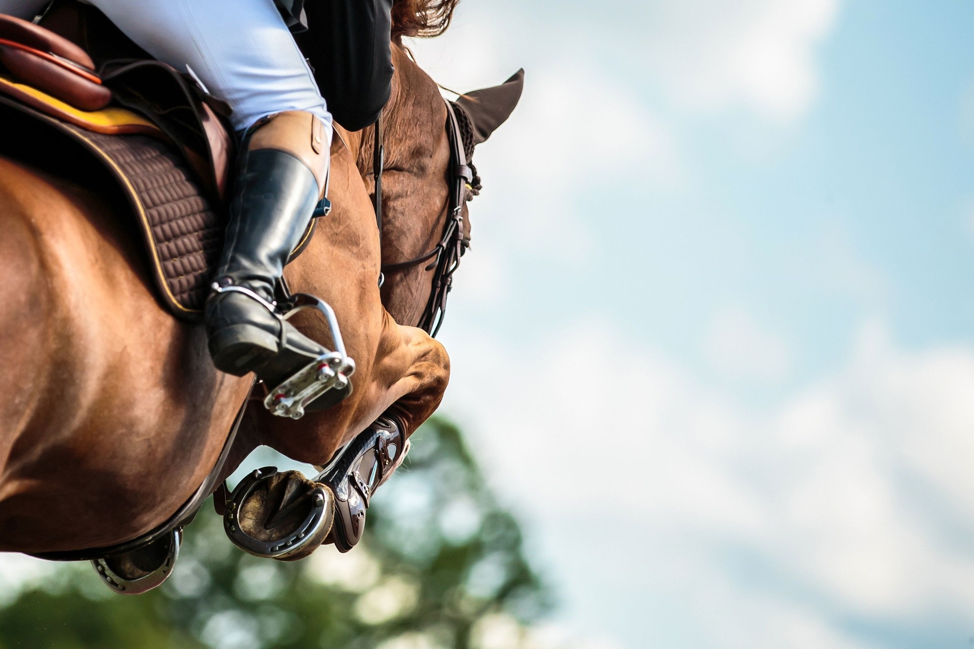 Horse Jumping, Equestrian Sports, Show Jumping themed photo.